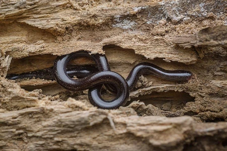 5 Fakta Mengejutkan tentang Ular Dugite: Sang Pemburu Berubah Warna Saat Dewasa