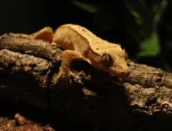 5 Fakta Unik Cecak Siang Raksasa Madagaskar yang Bukan Hewan Nokturnal