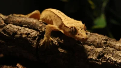 5 Fakta Unik Cecak Siang Raksasa Madagaskar yang Bukan Hewan Nokturnal