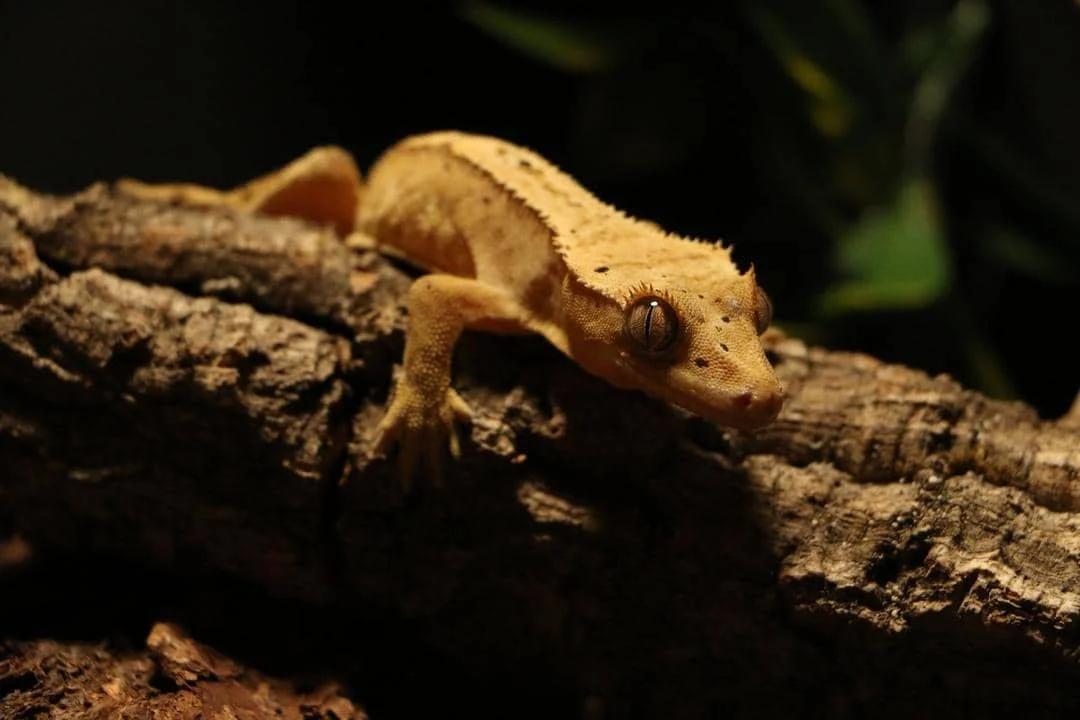 5 Fakta Unik Cecak Siang Raksasa Madagaskar yang Bukan Hewan Nokturnal