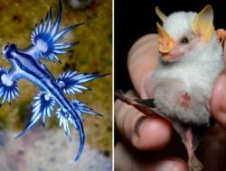 6 Hewan Unik Berawalan V yang Jarang Kamu Dengar: Dari Vole hingga Vaquita