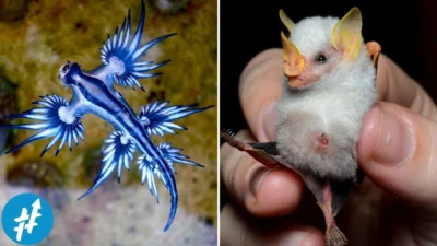 6 Hewan Unik Berawalan V yang Jarang Kamu Dengar: Dari Vole hingga Vaquita