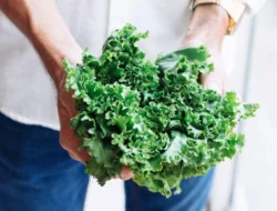 7 Cara Ampuh Menjaga Kale Tetap Segar dan Nutrisi Terjaga Hingga Seminggu!