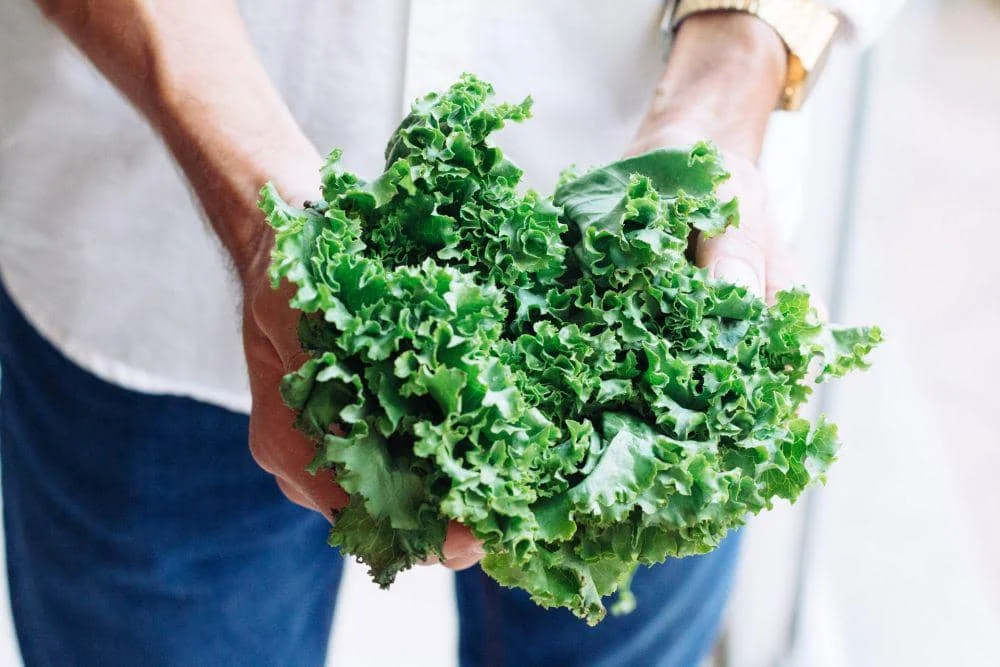 7 Cara Ampuh Menjaga Kale Tetap Segar dan Nutrisi Terjaga Hingga Seminggu!