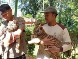 Anak Harimau Bengal bernama Hara Meninggal di Kebun Binatang Bandung