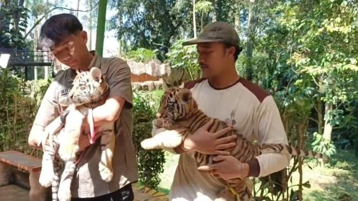 Anak Harimau Bengal bernama Hara Meninggal di Kebun Binatang Bandung
