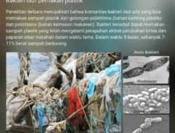 Bakteri Laut Ternyata Bisa ‘Makan’ Plastik Ramah Lingkungan, Intip Prosesnya!