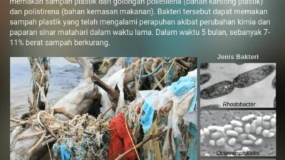 Bakteri Laut Ternyata Bisa ‘Makan’ Plastik Ramah Lingkungan, Intip Prosesnya!