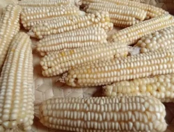 Dari Hegemoni Beras ke Keberdayaan Jagung: Dekolonisasi Pangan Ala Timor