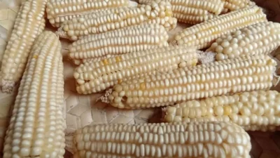 Dari Hegemoni Beras ke Keberdayaan Jagung: Dekolonisasi Pangan Ala Timor