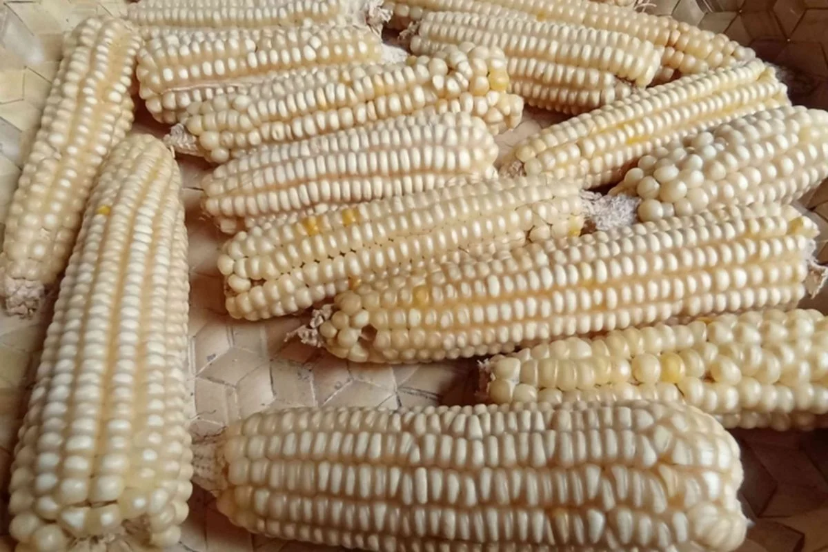 Dari Hegemoni Beras ke Keberdayaan Jagung: Dekolonisasi Pangan Ala Timor