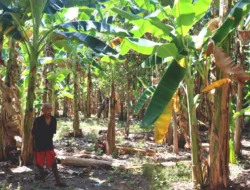 Harapan Petani Sikka Pupus Akibat Penyakit Darah Pisang, Tindakan Pemerintah Masih Minim