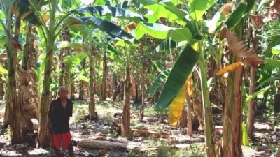 Harapan Petani Sikka Pupus Akibat Penyakit Darah Pisang, Tindakan Pemerintah Masih Minim