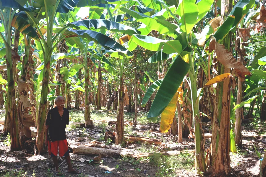 Harapan Petani Sikka Pupus Akibat Penyakit Darah Pisang, Tindakan Pemerintah Masih Minim
