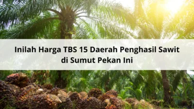 Harga TBS Kelapa Sawit di 15 Daerah Penghasil Sawit Sumut Pekan Ini Naik