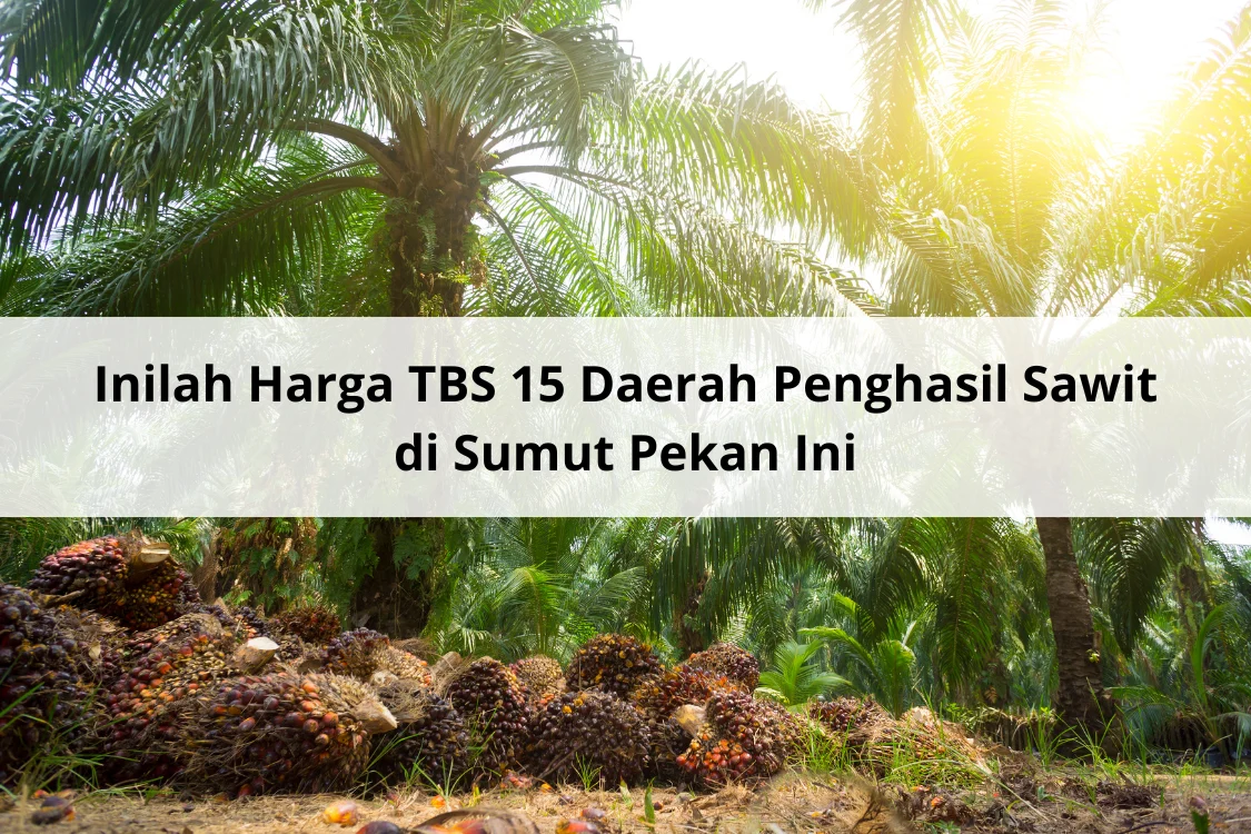 Harga TBS Kelapa Sawit di 15 Daerah Penghasil Sawit Sumut Pekan Ini Naik