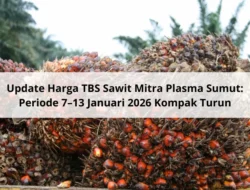 Harga TBS Sawit Sumut Tetap di Level Tertinggi Menjelang Idulfitri 2026