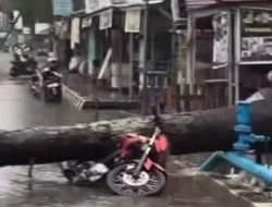 Hujan Deras dan Angin Kencang: Pohon Tumbang Menimpa Motor di Lenteng Agung, Satu Korban Meninggal