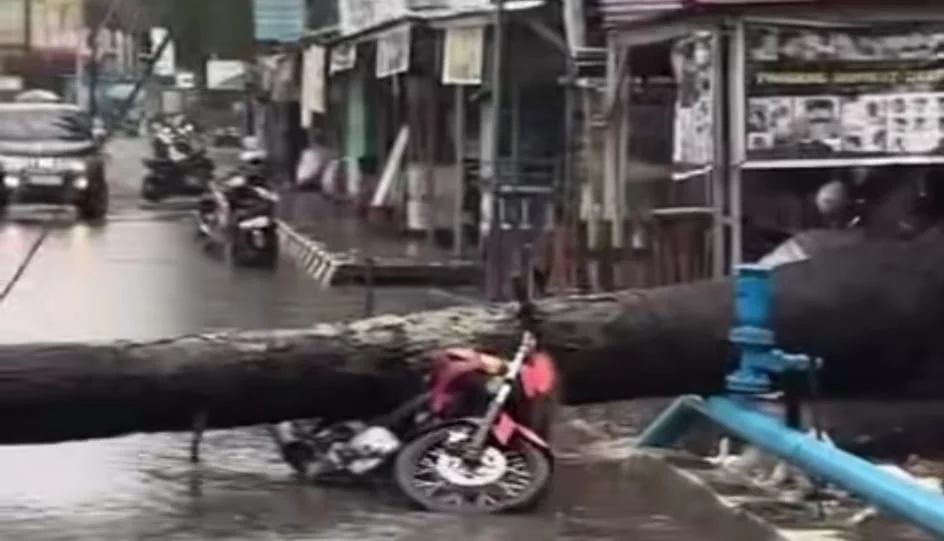 Hujan Deras dan Angin Kencang: Pohon Tumbang Menimpa Motor di Lenteng Agung, Satu Korban Meninggal