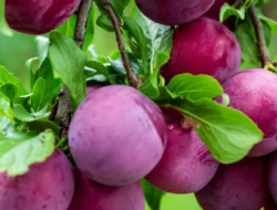 Jenis Pohon Buah Pembawa Rezeki, Bikin Rumah Lebih Asri