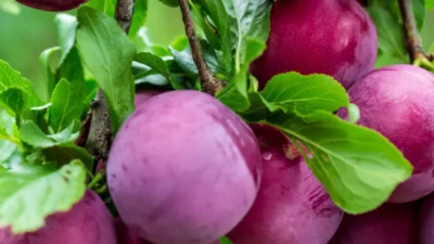 Jenis Pohon Buah Pembawa Rezeki, Bikin Rumah Lebih Asri