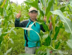 KNPI Lebak Siapkan Petani Milenial, Target Lahan Jagung Minimal Lima Hektare di Setiap Kecamatan