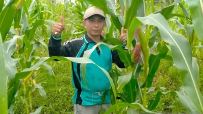 KNPI Lebak Siapkan Petani Milenial, Target Lahan Jagung Minimal Lima Hektare di Setiap Kecamatan