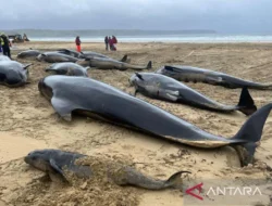 Masih Menanti Hasil Nekropsi, Pemerintah Ungkap Pemicu Puluhan Paus Pilot yang Terdampar di Perairan Rote