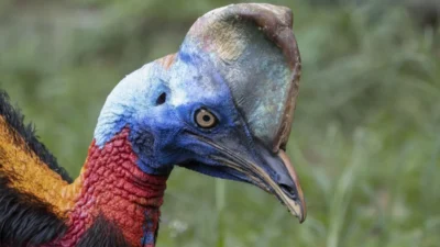 Mengungkap Fakta Burung sebagai 'Dinosaurus Hidup' dan Keunikan Burung Modern
