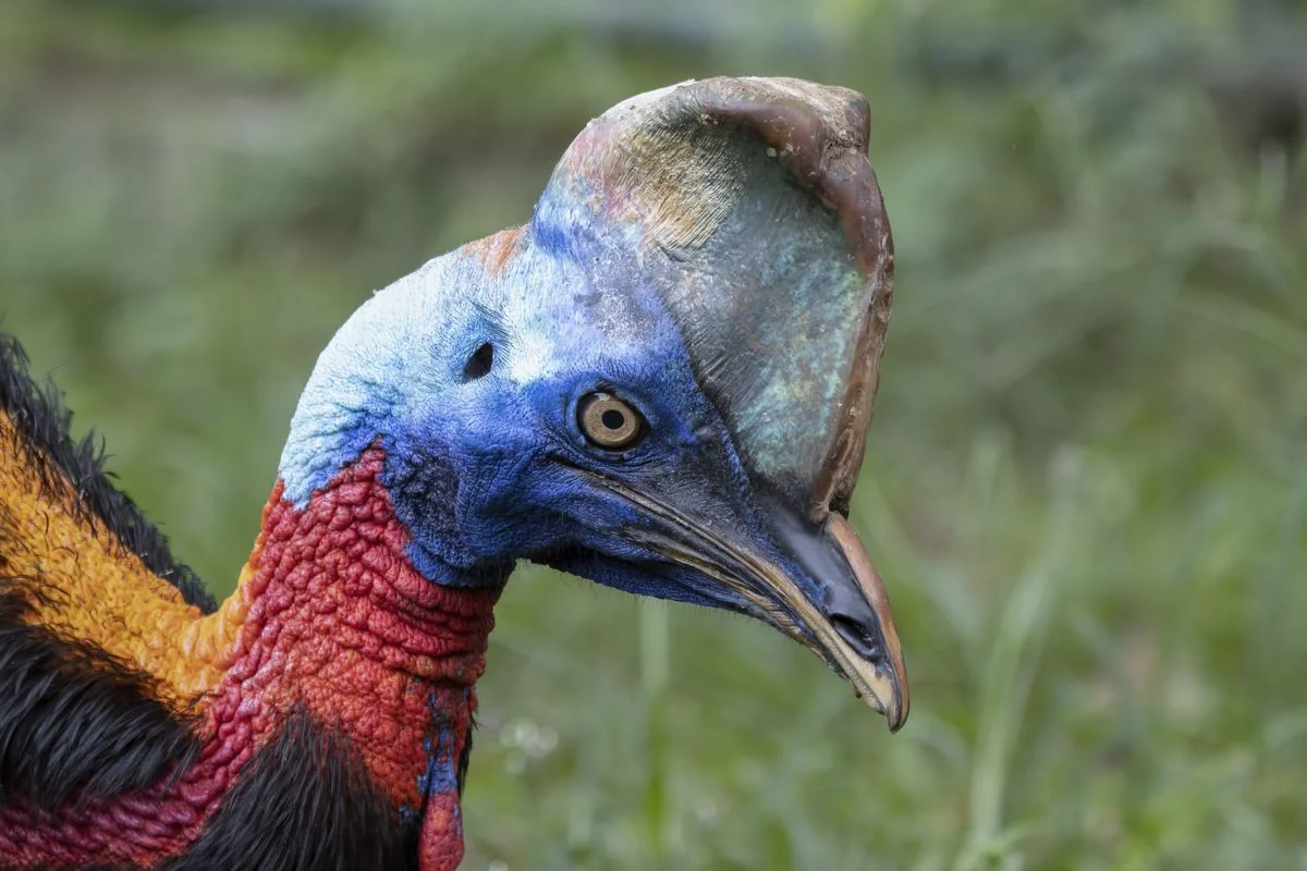 Mengungkap Fakta Burung sebagai 'Dinosaurus Hidup' dan Keunikan Burung Modern