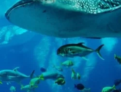 Misteri Ikan Tenggelam: Mengapa Makhluk Air Bisa Menyentak Bawah Laut?
