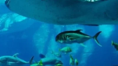 Misteri Ikan Tenggelam: Mengapa Makhluk Air Bisa Menyentak Bawah Laut?