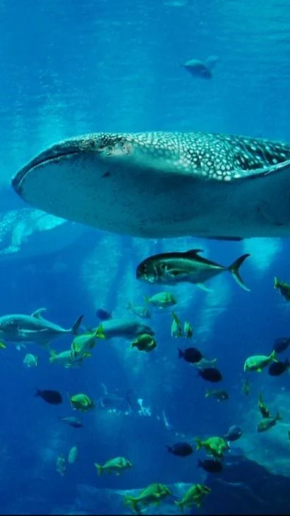 Misteri Ikan Tenggelam: Mengapa Makhluk Air Bisa Menyentak Bawah Laut?
