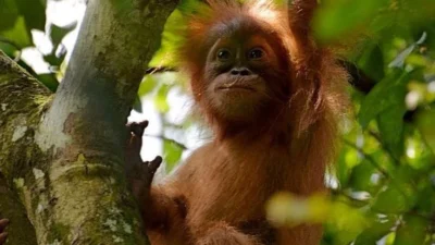Orangutan Sumatra ‘Pesek’ Lahirkan Anak Ketujuh di Hutan Tropis TNGL Bukit Lawang