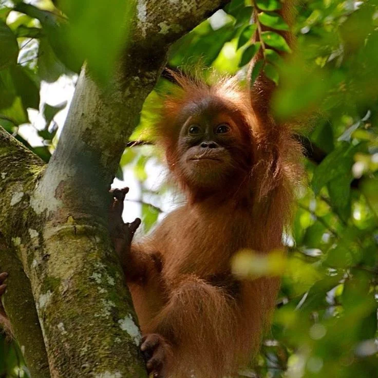 Orangutan Sumatra ‘Pesek’ Lahirkan Anak Ketujuh di Hutan Tropis TNGL Bukit Lawang