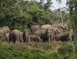 Populasi Terancam, Prabowo Berikan 90.000 Hektare Izin Pemanfaatan Hutan untuk Konservasi Gajah Sumatra