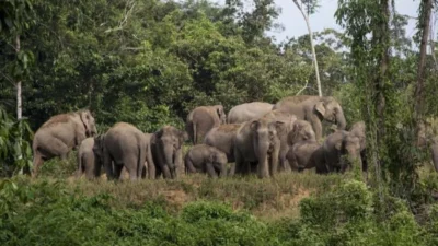 Populasi Terancam, Prabowo Berikan 90.000 Hektare Izin Pemanfaatan Hutan untuk Konservasi Gajah Sumatra