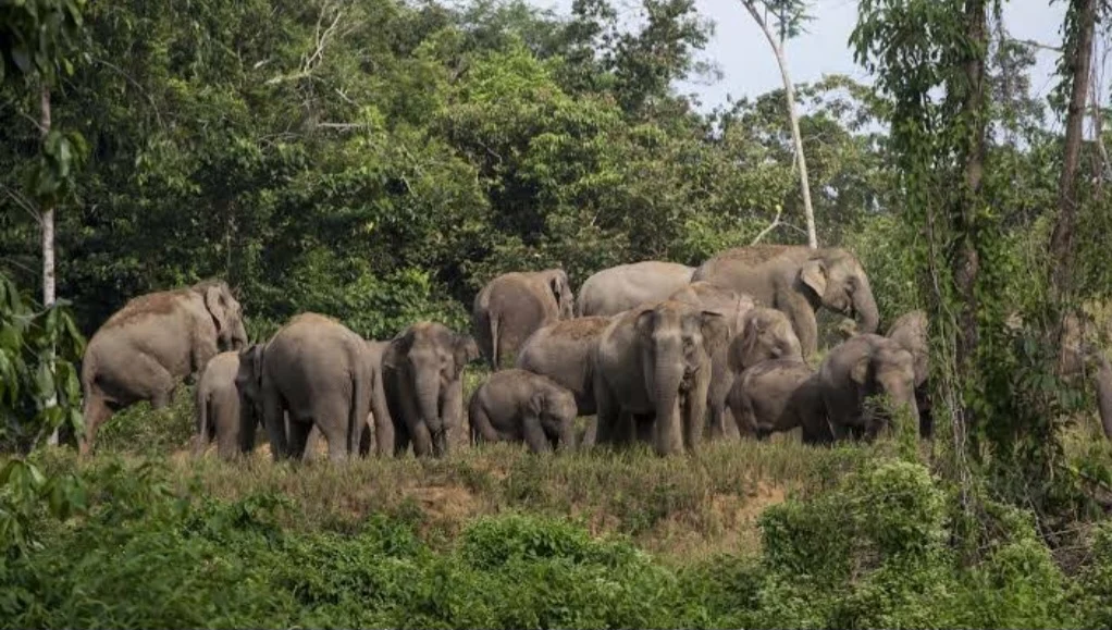 Populasi Terancam, Prabowo Berikan 90.000 Hektare Izin Pemanfaatan Hutan untuk Konservasi Gajah Sumatra