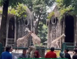 Ragunan Buka Kembali Usai Libur Lebaran: Night Safari Kembali Digelar Mulai 22 Maret 2026