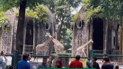Ragunan Buka Kembali Usai Libur Lebaran: Night Safari Kembali Digelar Mulai 22 Maret 2026