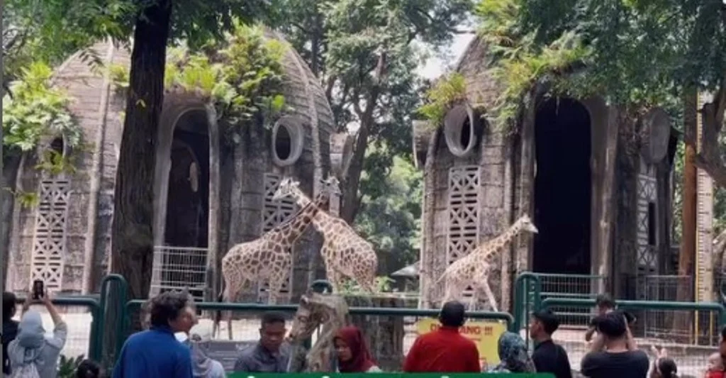 Ragunan Buka Kembali Usai Libur Lebaran: Night Safari Kembali Digelar Mulai 22 Maret 2026