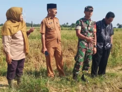 Sinergi TNI dan Pemerintah, Tanam Padi Bersama Gubernur Sumsel di Desa Sungai Dua