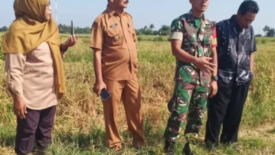 Sinergi TNI dan Pemerintah, Tanam Padi Bersama Gubernur Sumsel di Desa Sungai Dua