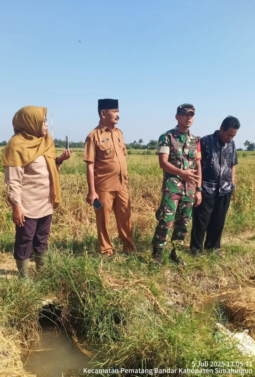 Sinergi TNI dan Pemerintah, Tanam Padi Bersama Gubernur Sumsel di Desa Sungai Dua