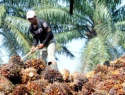 Usai Idul Fitri, Harga TBS Sawit Sumut Turun Tipis, Madina Masih Tertinggi