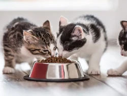 Waktu Terbaik Memberi Makan Anak Kucing? Panduan Lengkap untuk Pemilik Baru