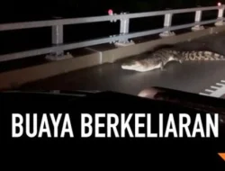Warga Dihimbau Hindari Air Karena Buaya Berkeliaran Pasca Banjir di Australia Utara