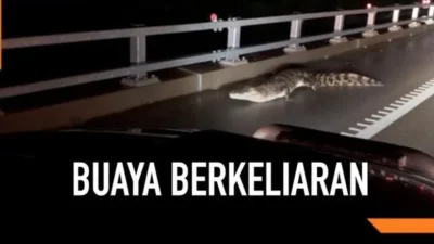 Warga Dihimbau Hindari Air Karena Buaya Berkeliaran Pasca Banjir di Australia Utara