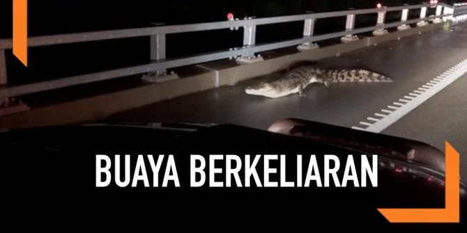 Warga Dihimbau Hindari Air Karena Buaya Berkeliaran Pasca Banjir di Australia Utara