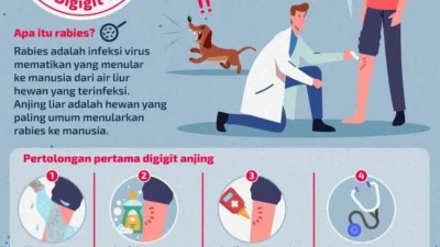 Waspada! 4 Risiko Kesehatan Mengejutkan Saat Anjing Menjilat Wajah Anda